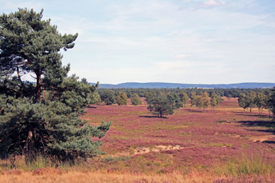 heide